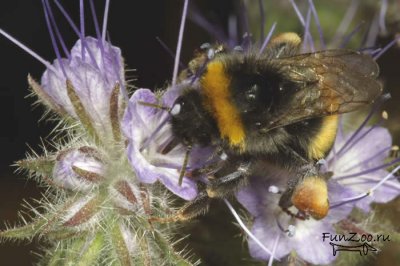 wii_psp_bee wii_psp_bee